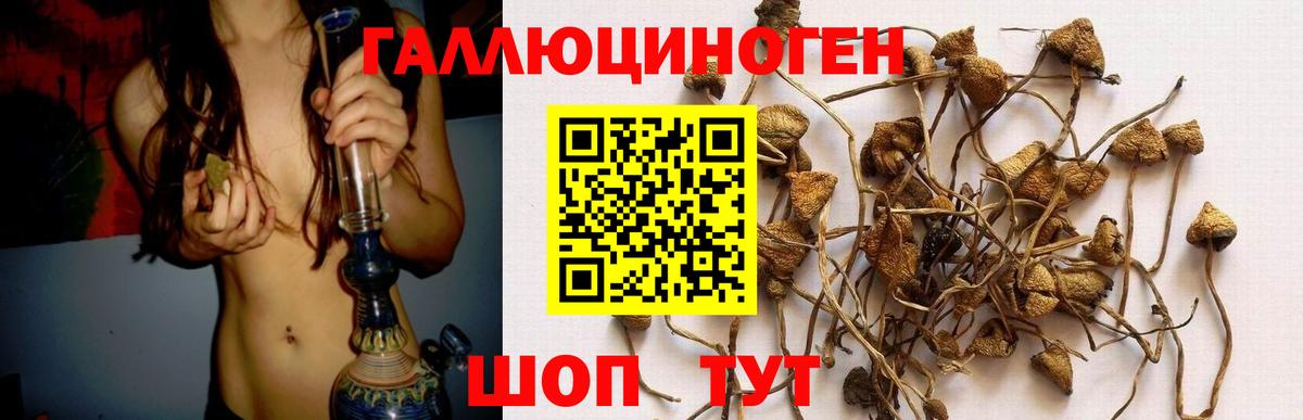 Псилоцибиновые грибы Psilocybe Нурлат